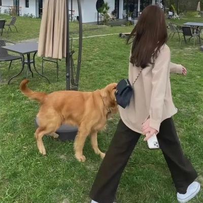 嗜血狂蜂